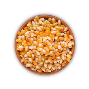 Maize