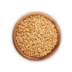Wheat