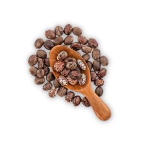Castor Seeds